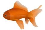 Illustrated Goldfish